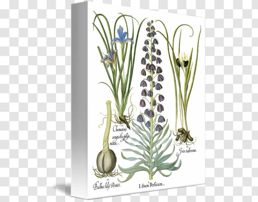 Basilius Besler's Florilegium: The Book Of Plants Floral Design Plant Stem - Botanical Leaves Transparent PNG