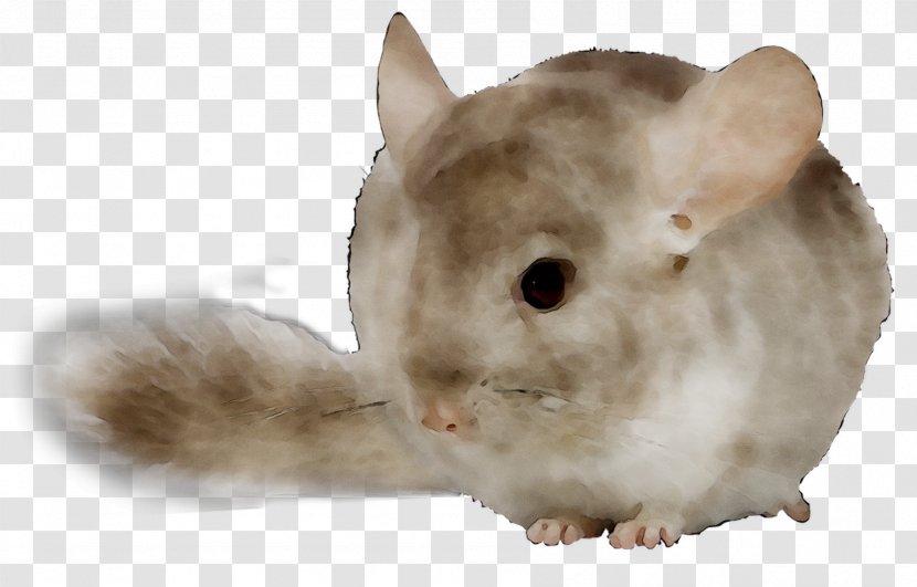Domestic Rabbit Chinchilla Fur Whiskers Fauna - Fawn Transparent PNG