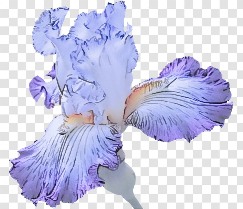 Lavender - Plant - Cut Flowers Iris Family Transparent PNG