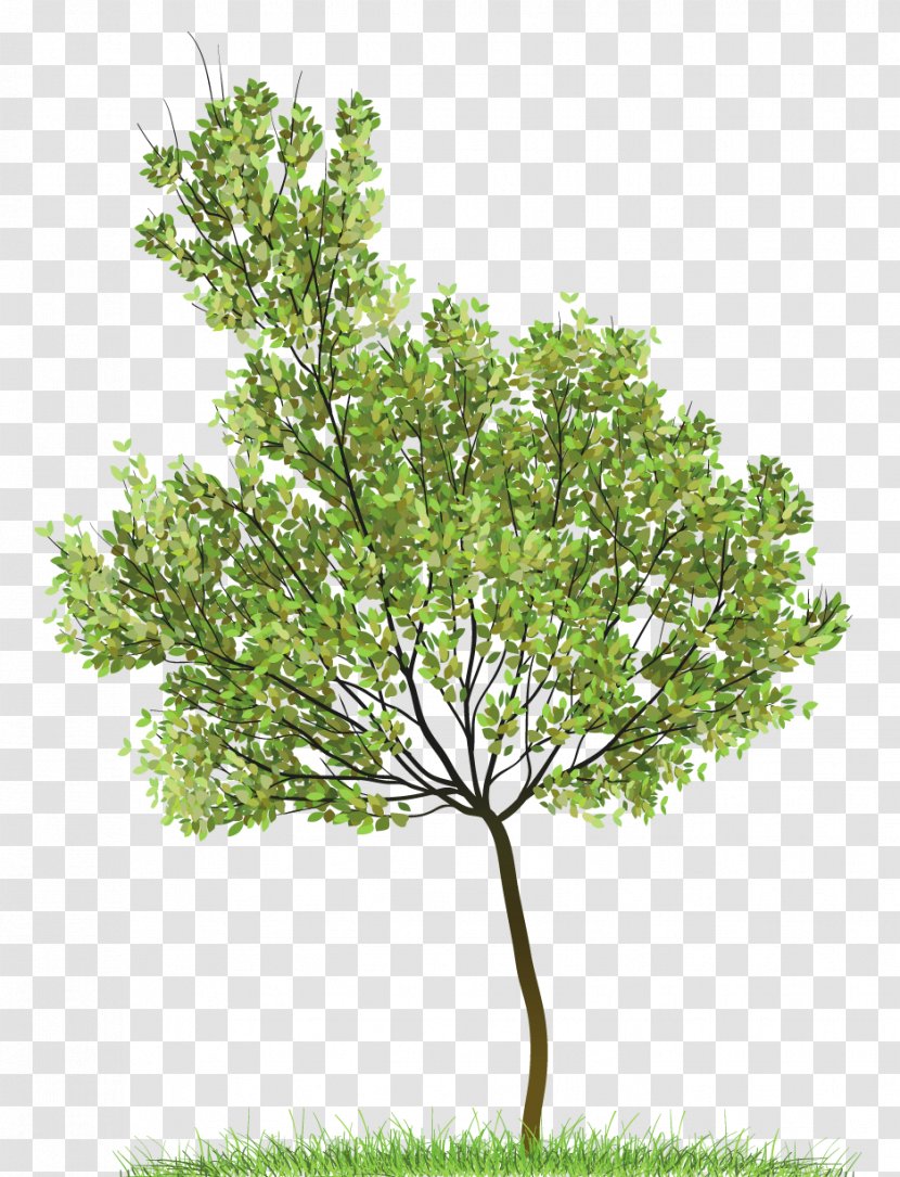 Icon Clip Art - Shrub - Transparent Green Tree Clipart Transparent PNG