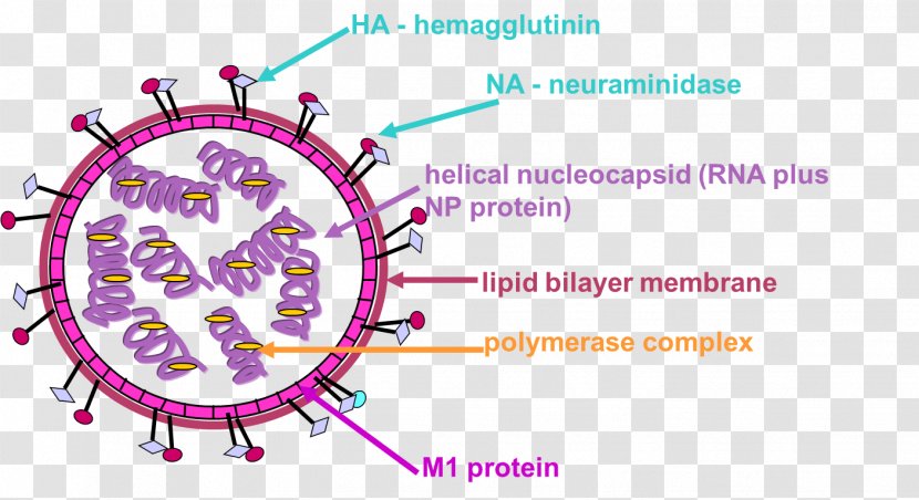 M1 Protein Virus Nucleic Acid Bird - Flower - Influenza Micrograph Transparent PNG