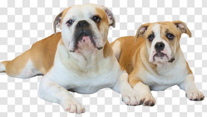 Old English Bulldog Olde Bulldogge American Valley Toy - Companion Dog - Puppy Transparent PNG