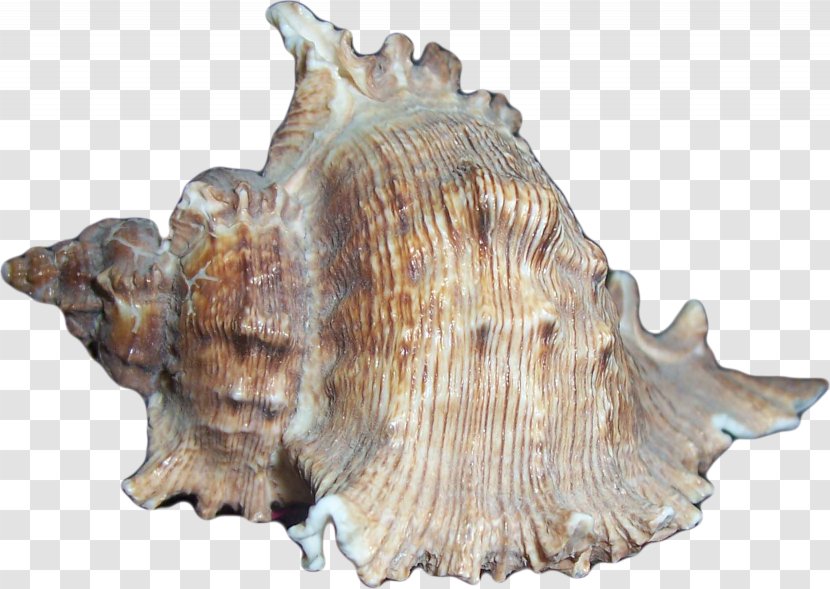 Seashell Shankha Sea Snail Conchology - Shells Transparent PNG