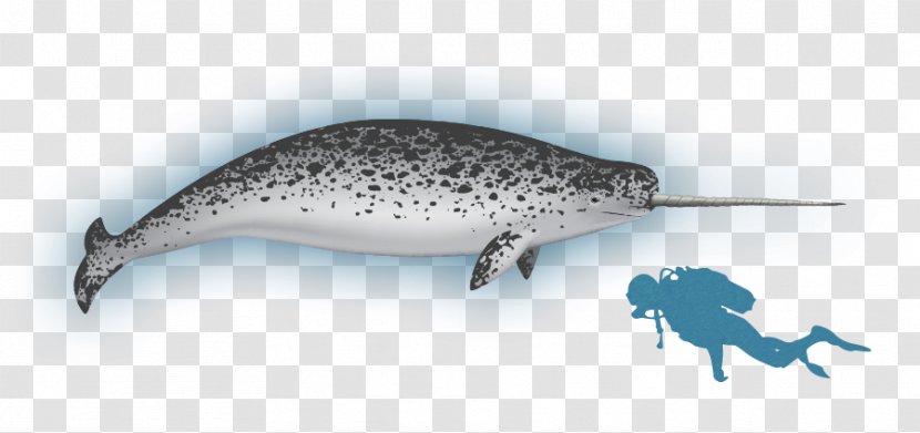 Baffin Bay Marine Mammal Lancaster Sound Narwhal Cetaceans - Beluga Whale - Narwal Transparent PNG