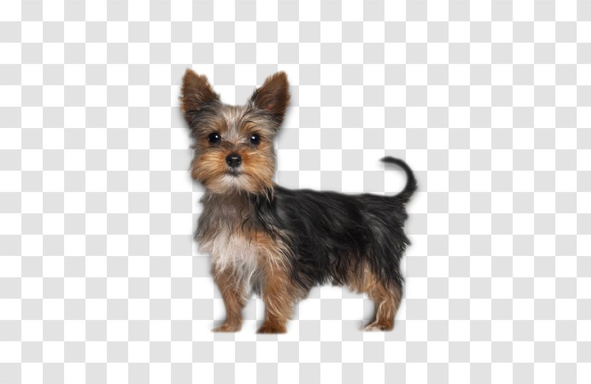 Yorkshire Terrier Boston Puppy - Dog Transparent PNG