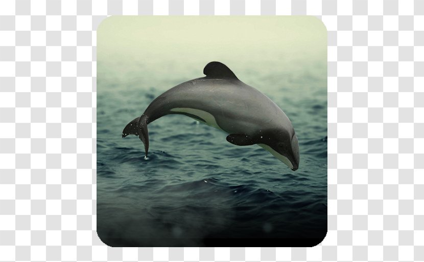 Striped Dolphin Common Bottlenose Short-beaked Wholphin Rough-toothed Transparent PNG