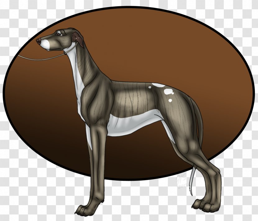 Italian Greyhound Whippet Spanish Sloughi - Conformation Show Transparent PNG