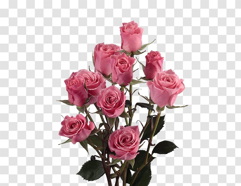 Garden Roses Cabbage Rose Cut Flowers Pink - Rosa Centifolia - Peach Transparent PNG