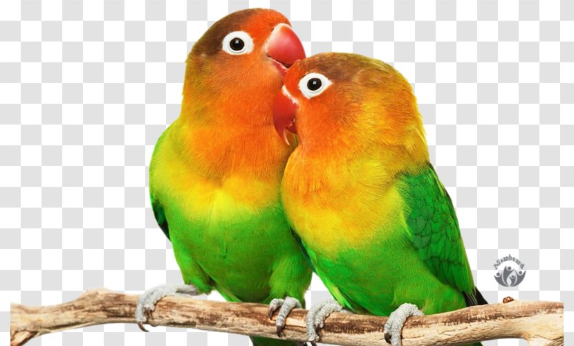 Lovebird Parrot Budgerigar Desktop Wallpaper - Display Resolution Transparent PNG
