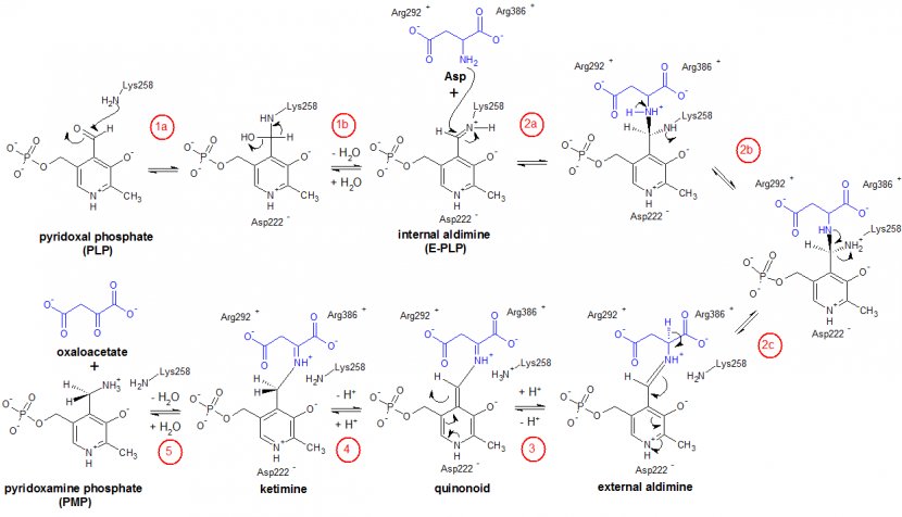 Line Point Aspartate Transaminase Angle - Map Transparent PNG