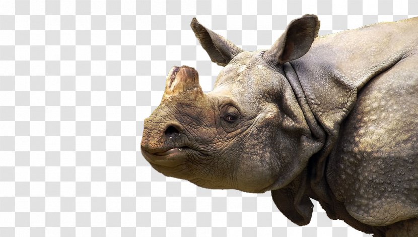 White Rhinoceros Horn Sumatran - Animal - Rhino Creative Transparent PNG