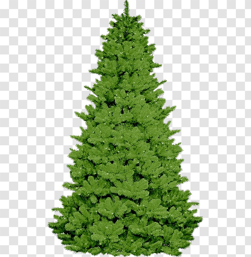 Spruce Christmas Tree Pre-school Fir Symbol - Evergreen Transparent PNG