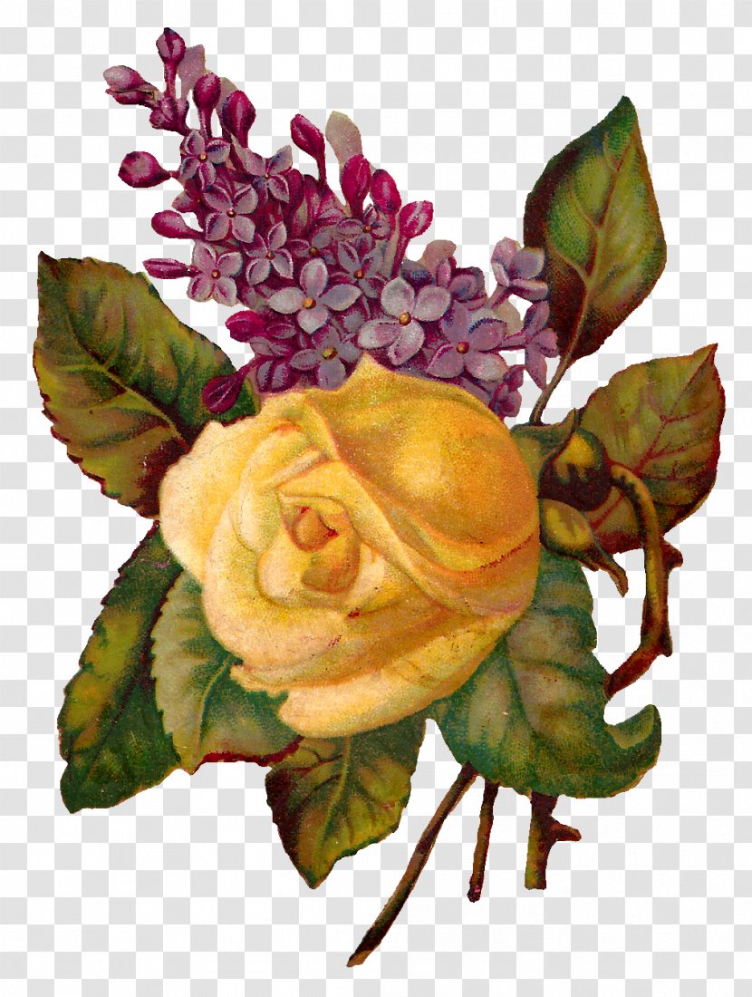 Centifolia Roses Flower Garden Floral Design - Illustration Transparent PNG