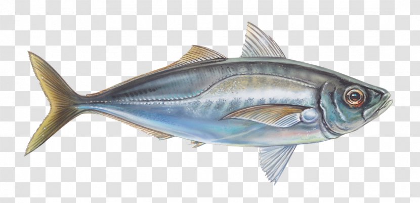 Thunnus Mackerel Sardine Fish Products Oily Transparent PNG