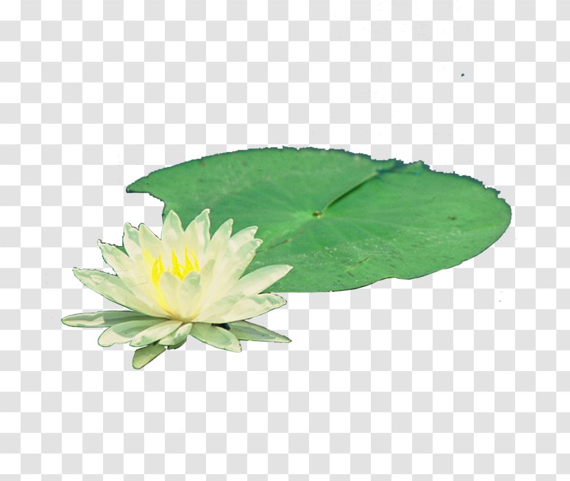 Nelumbo Nucifera Pygmy Water-lily Nymphaea Alba - Petal - Water Lilies Transparent PNG