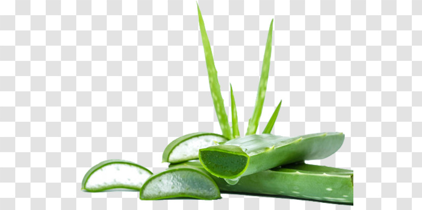 Aloe Plant Leaf Xanthorrhoeaceae Grass Transparent PNG