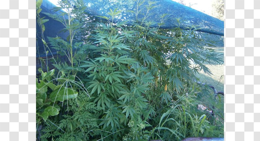 Cannabis Vegetation Rainforest Lawn Tree - Marijuana Plant With Face Transparent PNG