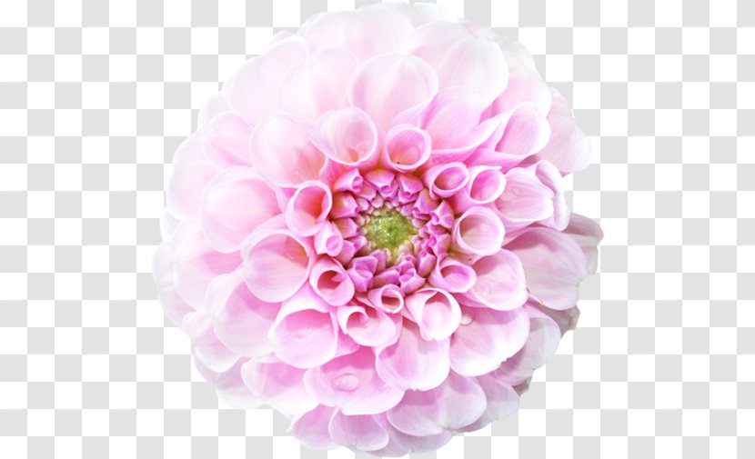 Cut Flowers Floristry Petal - Board Transparent PNG