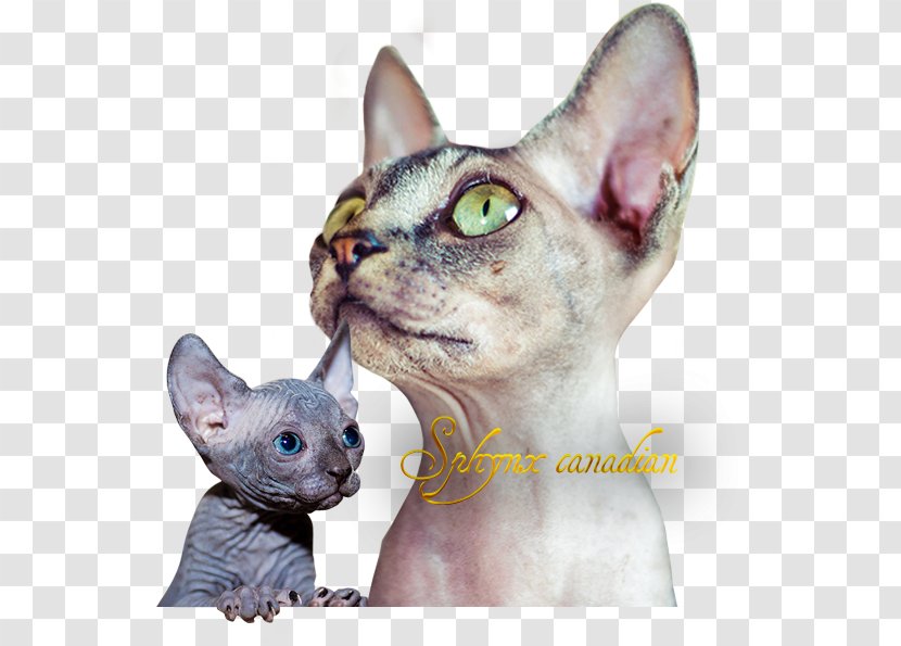 Sphynx Cat Donskoy Devon Rex Peterbald Kitten - Carnivoran Transparent PNG