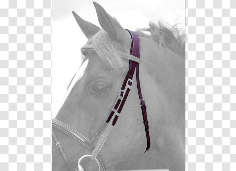 Horse Bridle Rein Noseband Halter - Neck Transparent PNG
