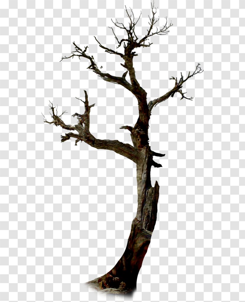 Twig Tree Halloween Branch - Holiday Transparent PNG
