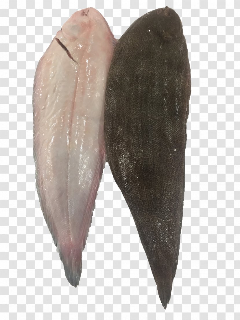 Grouper Fish Africa Common Dentex Red Porgy - Golden Transparent PNG