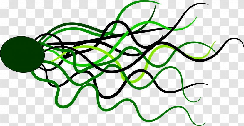 Line Green Circle - Curve - Flowing Transparent PNG