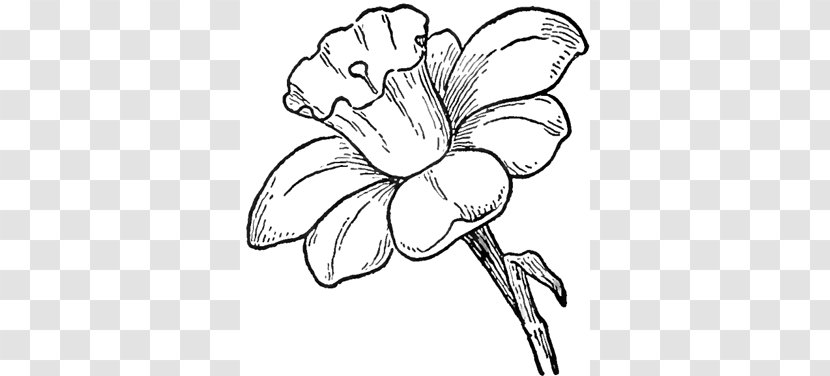 Drawing Flower Pencil Sketch - Flowers Drawings Transparent PNG