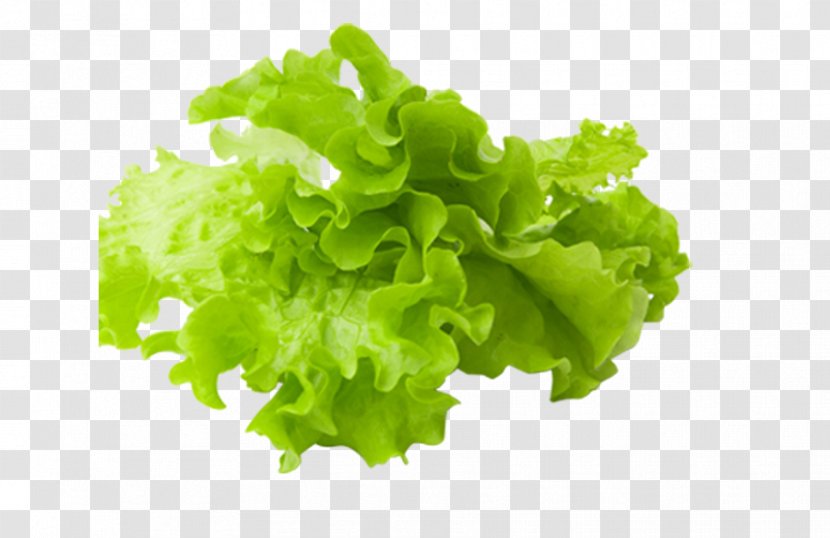 Vegetable Food Salad - Red Leaf Lettuce Transparent PNG