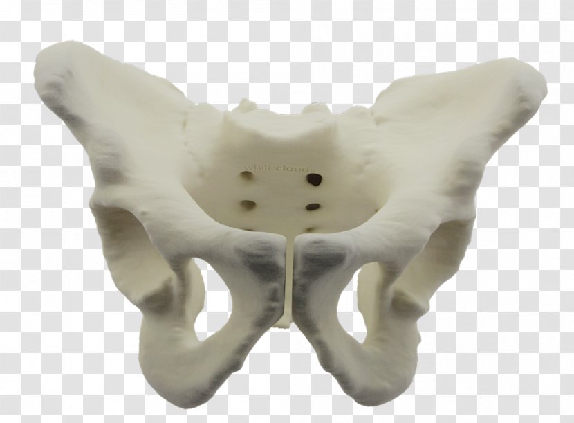 3D Printing Pelvis WhiteClouds Bone - Jaw Transparent PNG