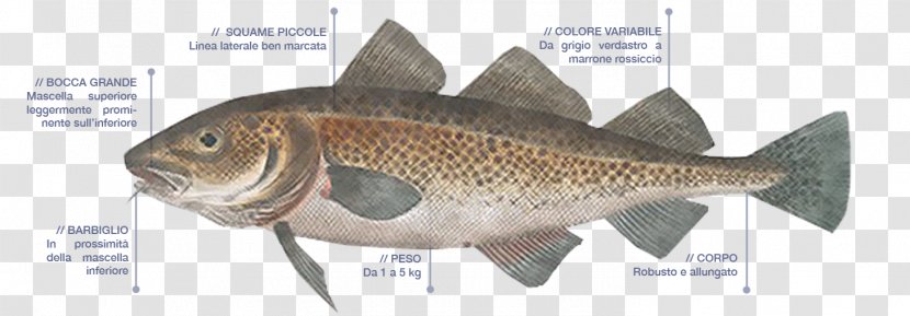 Atlantic Cod Fish Products Gadidae - Bony - Gadus Morhua Transparent PNG