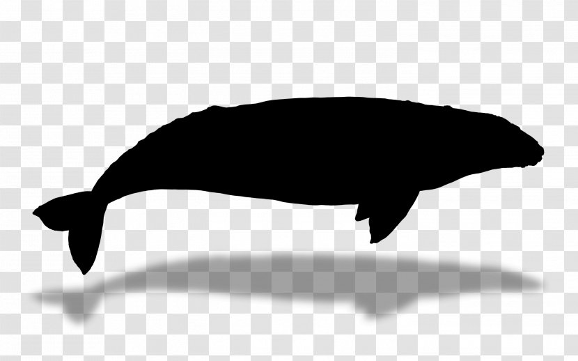 Dolphin Porpoise Whales Cetaceans Fauna - Marine Mammal - Bowhead Transparent PNG
