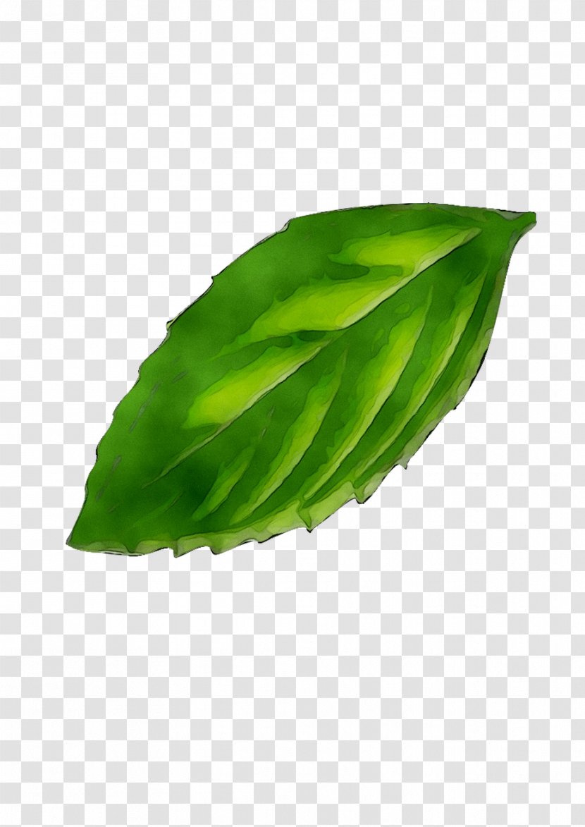 Leaf Plant Stem Herb Plants - Green Transparent PNG