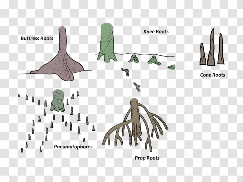 Tree Root - Plant - Organism Transparent PNG