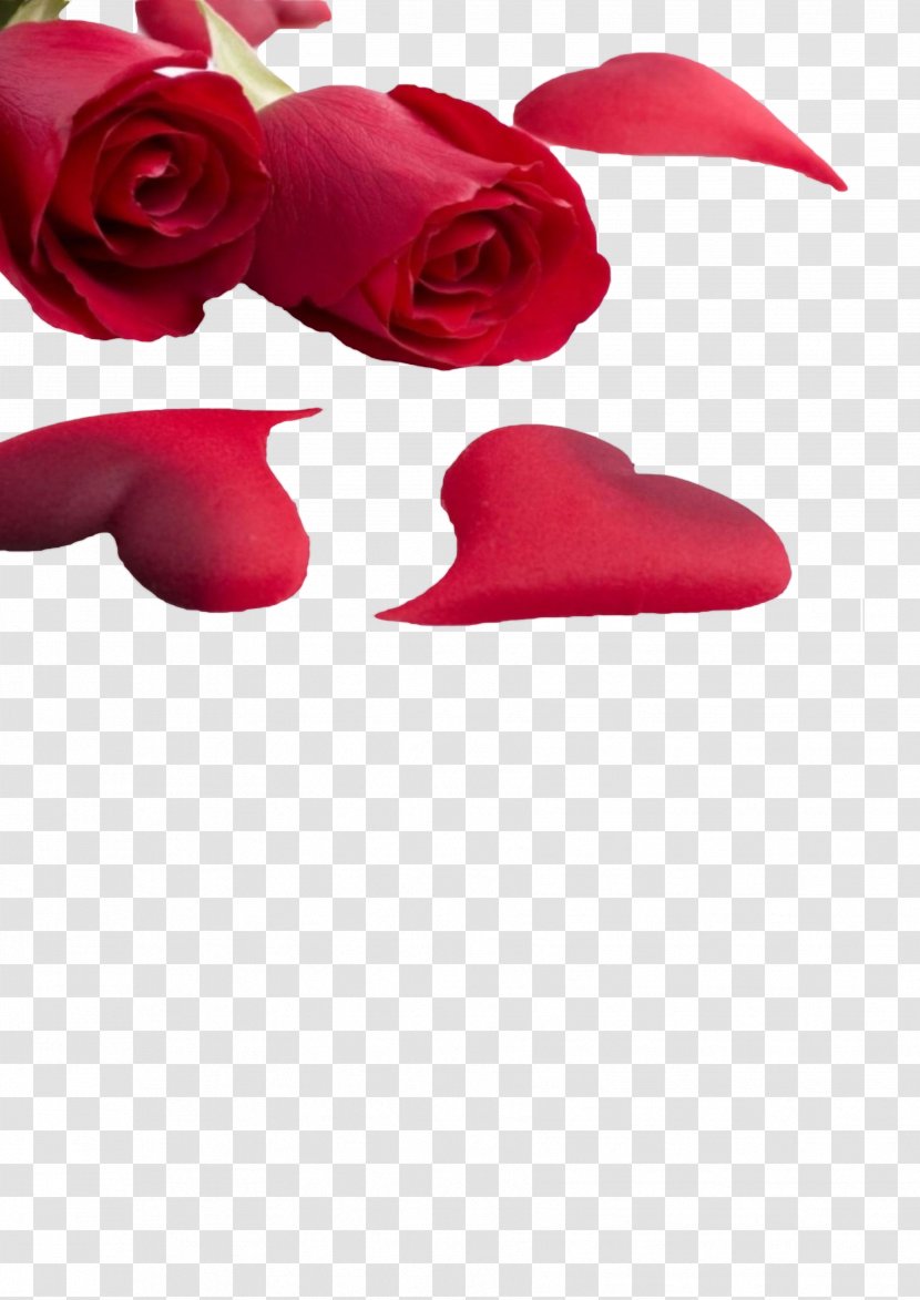Rose Love Heart Valentines Day Wallpaper - Flower Transparent PNG