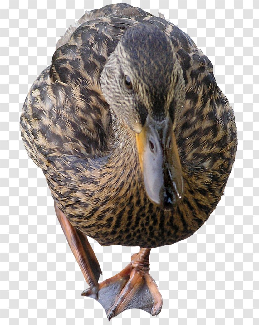 Mallard Bird Duck Feather - Blog Transparent PNG