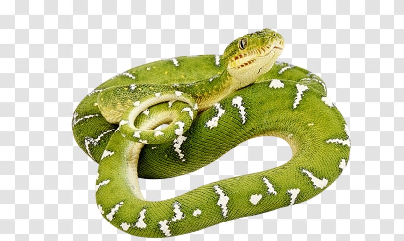 Snakes Smooth Green Snake Clip Art Vipers Reptile - Scaled Reptiles Transparent PNG