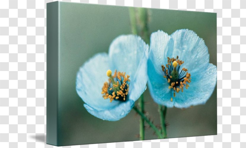 Meconopsis Betonicifolia Poppy Flower Seed Color - Painting Transparent PNG