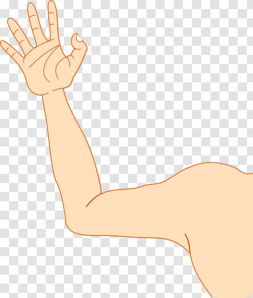 Arm Hand Finger Wrist Elbow - Leg - Thumb Muscle Transparent PNG