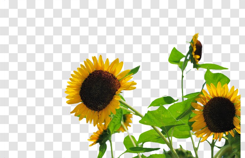 Common Sunflower Publicity Transparent PNG