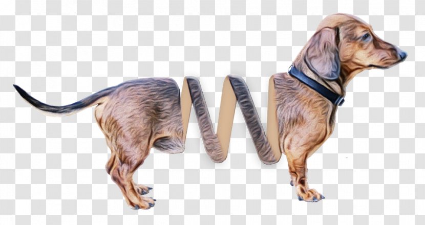 Watercolor Animal - Paint - Plott Hound Dog Transparent PNG