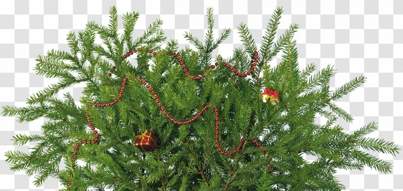 Spruce Fir Christmas Day Tree Stock Photography - Evergreen Transparent PNG