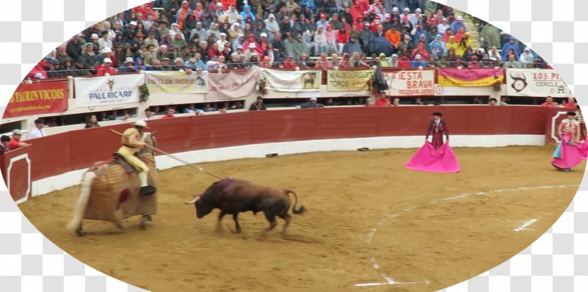 Bullfighting Bullring Bullfighter Rodeo - Matador - Bull Transparent PNG