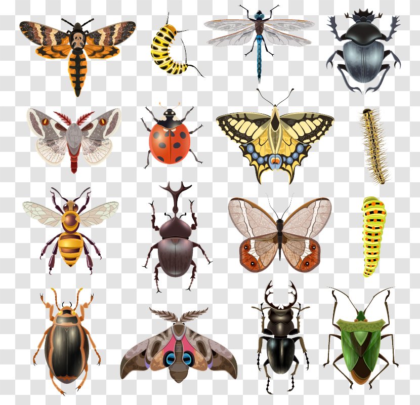 Insect Butterfly Illustration - Organism - Cartoon Insects Transparent PNG