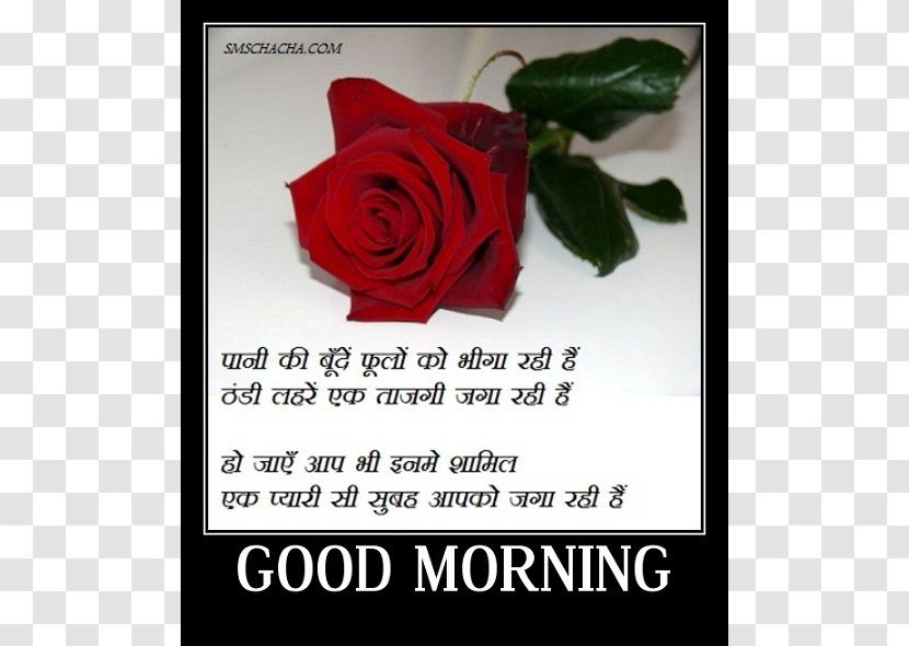 Urdu Poetry Hindi Love Valentine's Day WhatsApp - Flower - Icon Good Morning Download Transparent PNG