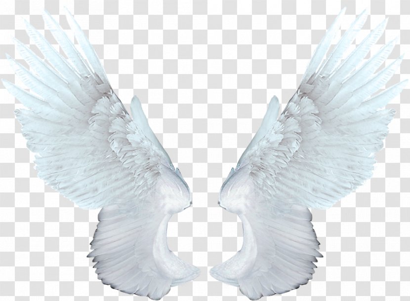 Food Network Magazine Animation - Flower - White Angel Wings Transparent PNG