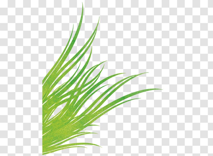Grasses Wheatgrass Sweet Grass Leaf - Powder Bursting Transparent PNG
