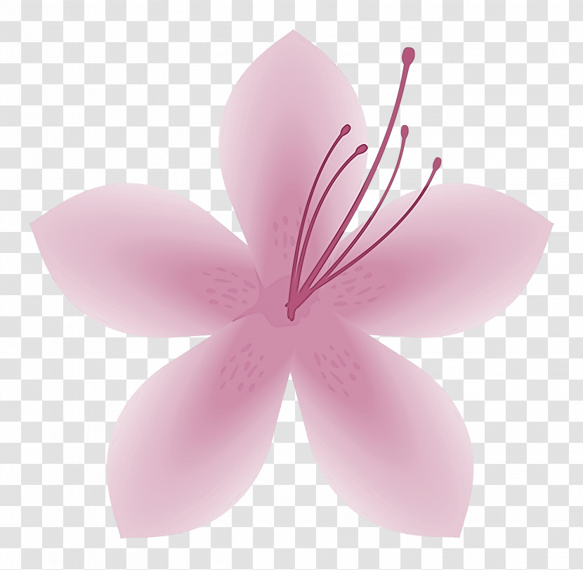 Azalea Spring Flower Azalea Flower Transparent PNG