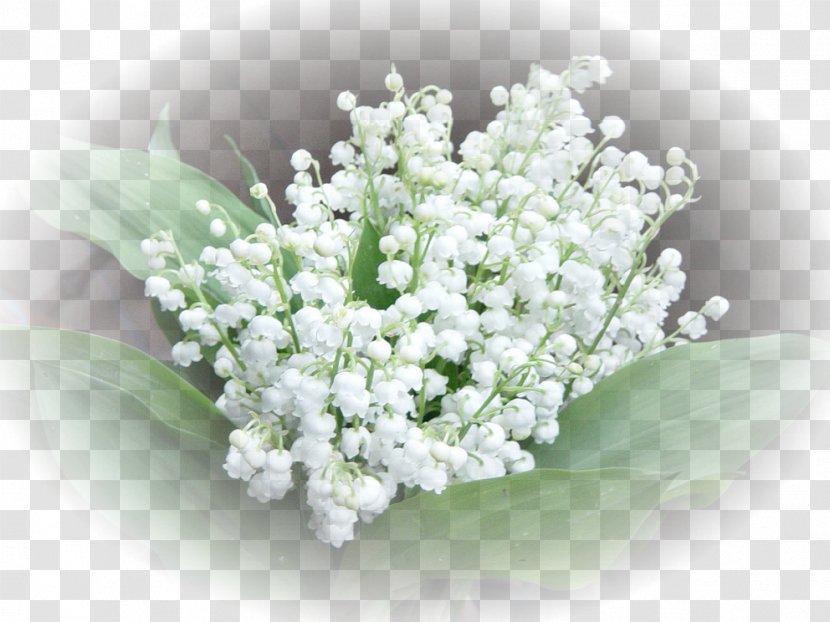 Lily Of The Valley 1 May Labour Day Perfume International Workers' Transparent PNG