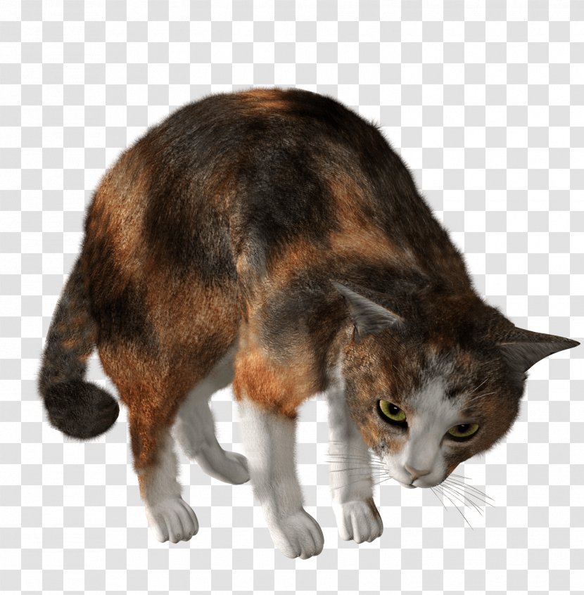 Cat Kitten - Transparency And Translucency - Image Download Picture Transparent PNG
